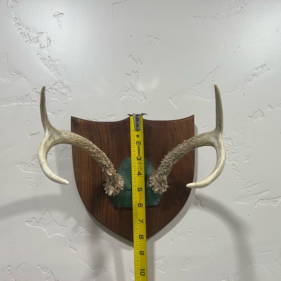 Vintage Deer Antler Mount - Picture 4 of 5